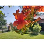 Zdjęcia użytkowników Realme X50 5G Global Edition
