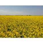 Zdjęcia użytkowników Realme X50 Pro Zdjęcia użytkowników Realme X50 Pro