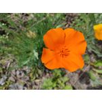Zdjęcia użytkowników Realme X50 Pro Zdjęcia użytkowników Realme X50 Pro