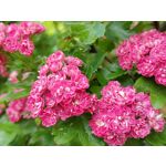 Zdjęcia użytkowników Realme X50 Pro Zdjęcia użytkowników Realme X50 Pro