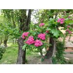 Zdjęcia użytkowników Realme X50 Pro Zdjęcia użytkowników Realme X50 Pro