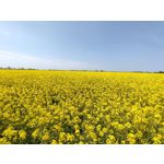Zdjęcia użytkowników Realme X50 Pro Zdjęcia użytkowników Realme X50 Pro
