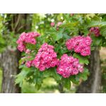 Zdjęcia użytkowników Realme X50 Pro Zdjęcia użytkowników Realme X50 Pro