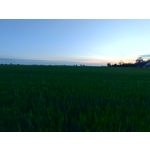 Zdjęcia użytkowników Realme X50 Pro Zdjęcia użytkowników Realme X50 Pro