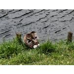 Zdjęcia użytkowników Realme 12 Pro+ Zdjęcia użytkowników Realme 12 Pro+