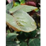 Zdjęcia użytkowników Realme 12 Pro+ Zdjęcia użytkowników Realme 12 Pro+