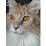 Zdjęcia użytkowników Realme 12 Pro+ Zdjęcia użytkowników Realme 12 Pro+