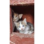 Zdjęcia użytkowników Realme 12 Pro+ Zdjęcia użytkowników Realme 12 Pro+