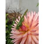 Zdjęcia użytkowników Realme 14 5G