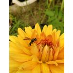 Zdjęcia użytkowników Realme 14 5G