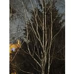 Zdjęcia użytkowników Realme 14 Pro+