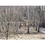 Zdjęcia użytkowników Realme 14 Pro+