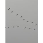 Zdjęcia użytkowników Realme 14 Pro+
