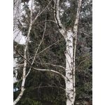 Zdjęcia użytkowników Realme 14 Pro+