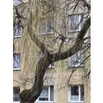 Zdjęcia użytkowników Realme 14 Pro+