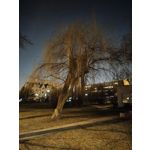 Zdjęcia użytkowników Realme 14 Pro+