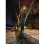 Zdjęcia użytkowników Realme 14 Pro+