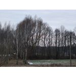 Zdjęcia użytkowników Realme 14 Pro+