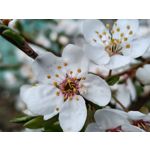 Zdjęcia użytkowników Realme 14T 5G