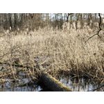 Zdjęcia użytkowników Realme 16 Pro 5G