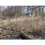 Zdjęcia użytkowników Realme 16 Pro+ 5G