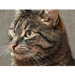 Zdjęcia użytkowników Realme 16 Pro+ 5G