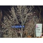 Zdjęcia użytkowników Realme 16 Pro+ 5G