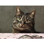 Zdjęcia użytkowników Realme 16 Pro+ 5G