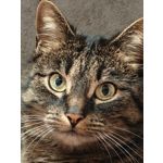 Zdjęcia użytkowników Realme 16 Pro+ 5G