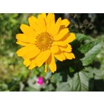 Zdjęcia użytkowników Realme GT 6