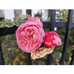 Zdjęcia użytkowników Realme GT7 Pro