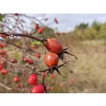 Zdjęcia użytkowników Realme GT8 Pro