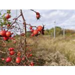 Zdjęcia użytkowników Realme GT8 Pro