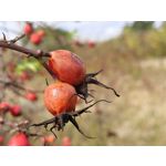 Zdjęcia użytkowników Realme GT8 Pro