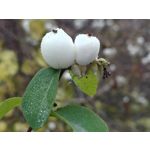 Zdjęcia użytkowników Realme GT8 Pro