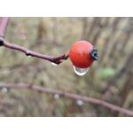 Zdjęcia użytkowników Realme GT8 Pro