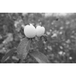 Zdjęcia użytkowników Realme GT8 Pro