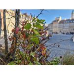 Zdjęcia użytkowników Realme GT8 Pro