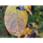 Zdjęcia użytkowników Realme GT8 Pro