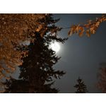 Zdjęcia użytkowników Realme GT8 Pro