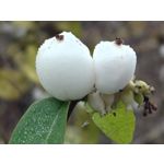 Zdjęcia użytkowników Realme GT8 Pro