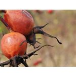 Zdjęcia użytkowników Realme GT8 Pro