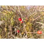 Zdjęcia użytkowników Realme GT8 Pro