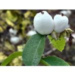 Zdjęcia użytkowników Realme GT8 Pro