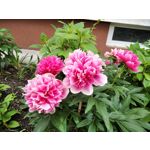 Zdjęcia użytkowników Redmi 8