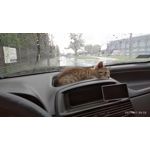 Zdjęcia użytkowników Redmi 8A