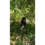 Zdjęcia użytkowników Redmi 8A