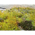 Zdjęcia użytkowników Redmi 9A