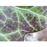 Zdjęcia użytkowników Redmi Note 10 Pro