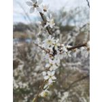 Zdjęcia użytkowników Redmi Note 11 Pro 5G